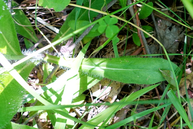 Pilosella caespitosa - leaves