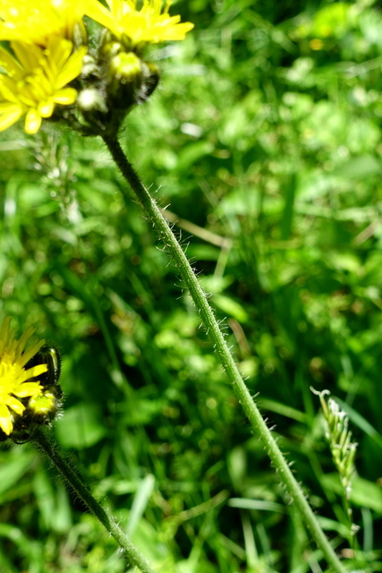 Pilosella caespitosa - stem