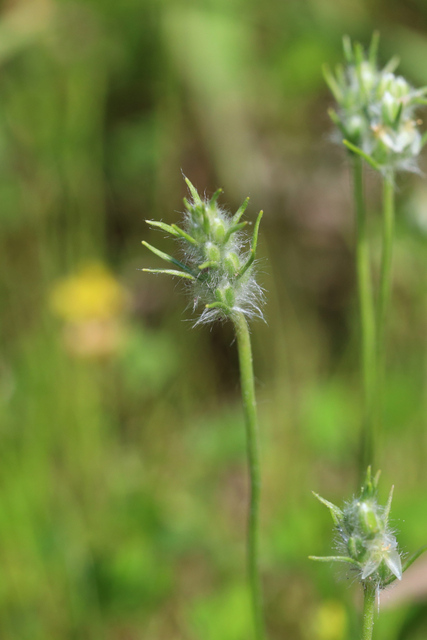 Plantago aristata