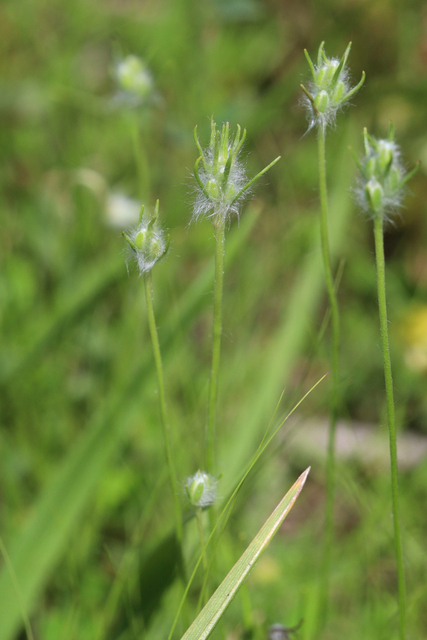 Plantago aristata