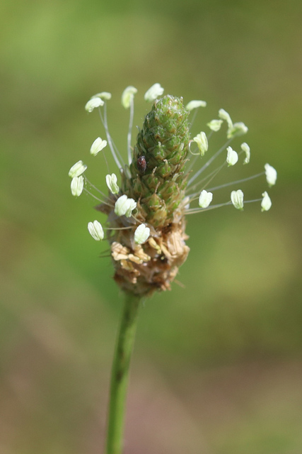 Plantago lanceolata