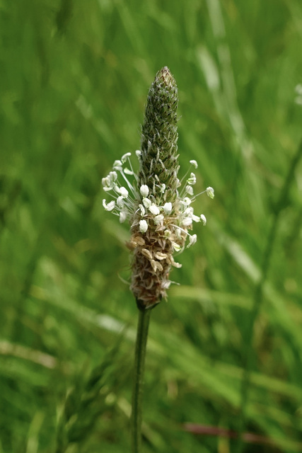 Plantago lanceolata