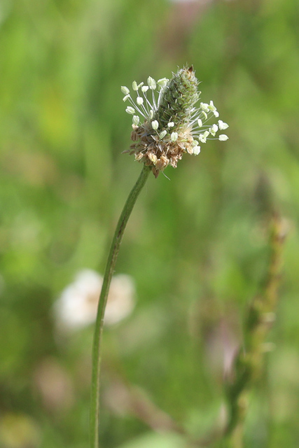 Plantago lanceolata
