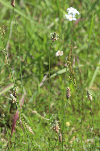 Plantago lanceolata