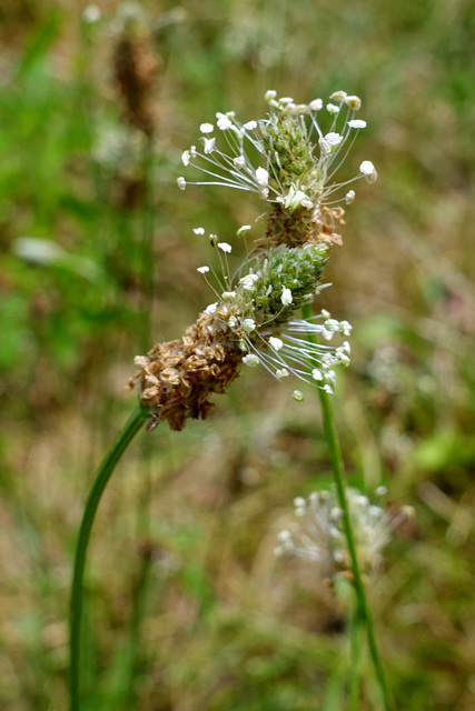 Plantago lanceolata