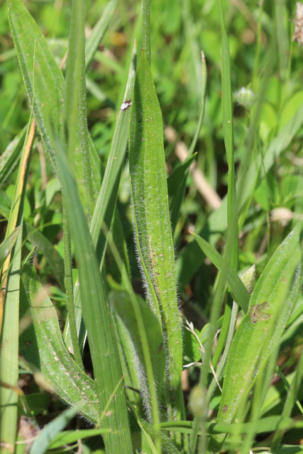 Plantago lanceolata - leaves