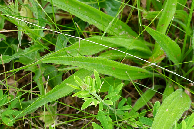 Plantago lanceolata - leaves