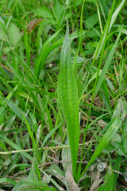 Plantago lanceolata - leaves