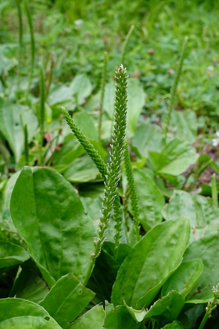 Plantago major