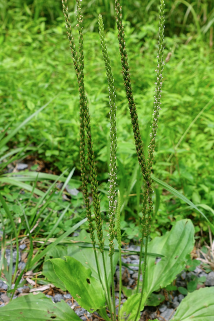 Plantago major