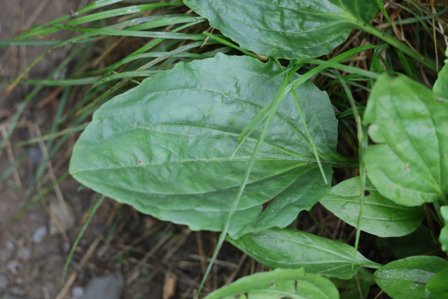 Plantago rugelii - leaves