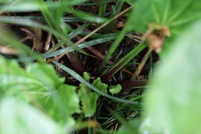 Plantago rugelii - lower leaves