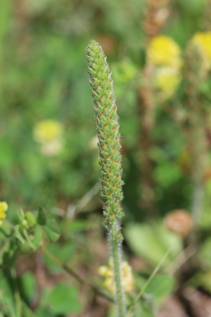 Plantago virginica