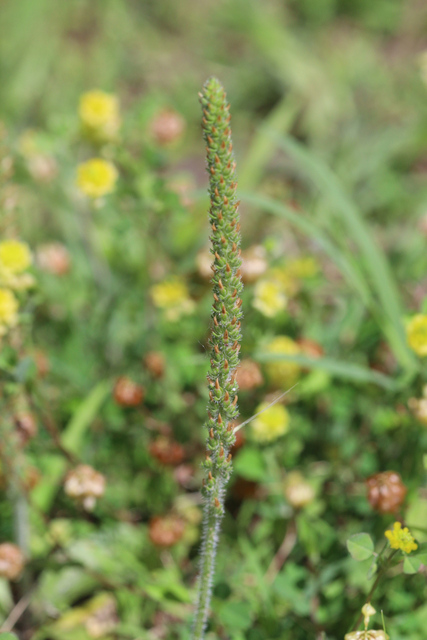 Plantago virginica