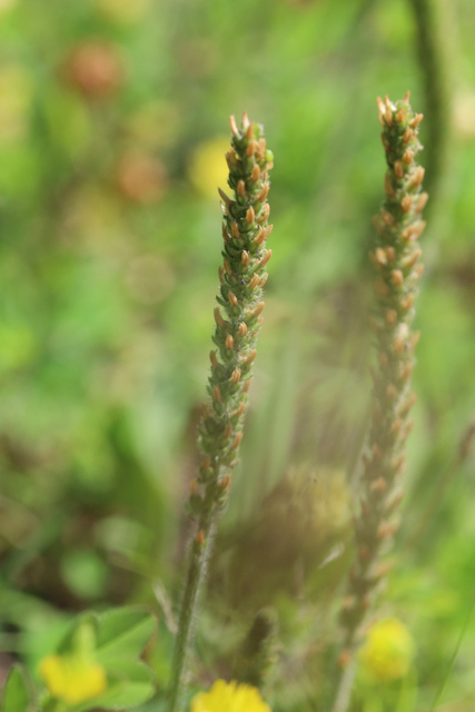 Plantago virginica