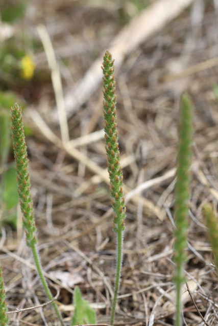 Plantago virginica