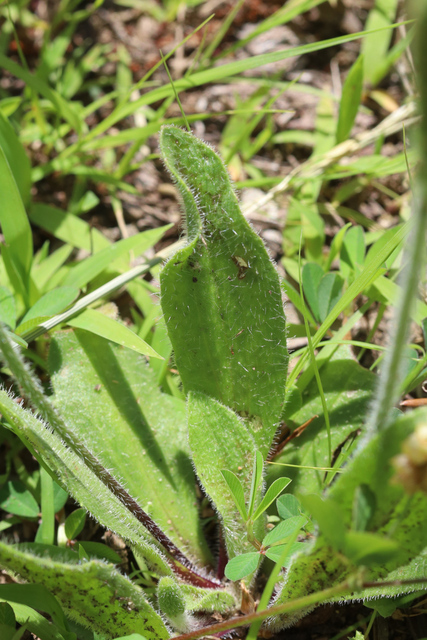 Plantago virginica - leaves