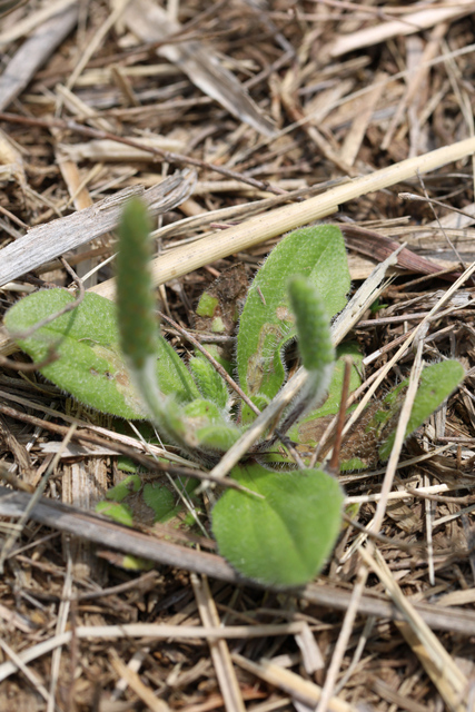Plantago virginica - leaves