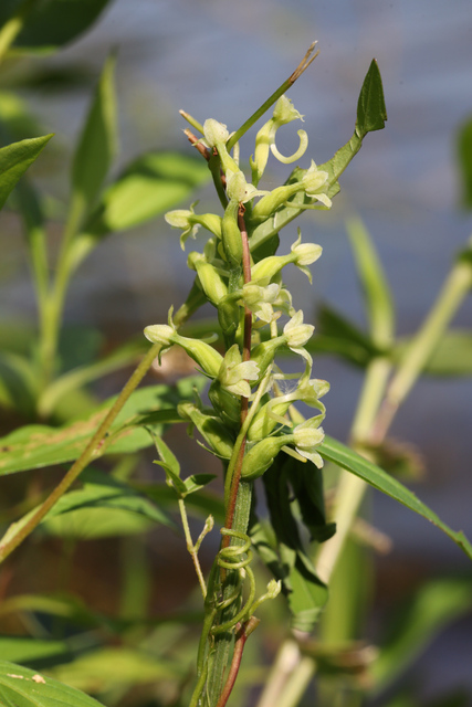 Platanthera clavellata