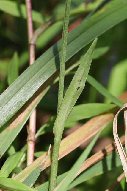 Platanthera clavellata - leaves