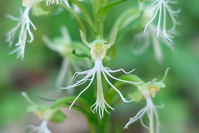 Platanthera lacera