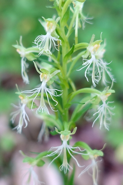 Platanthera lacera