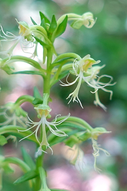 Platanthera lacera