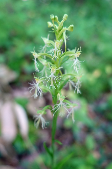 Platanthera lacera