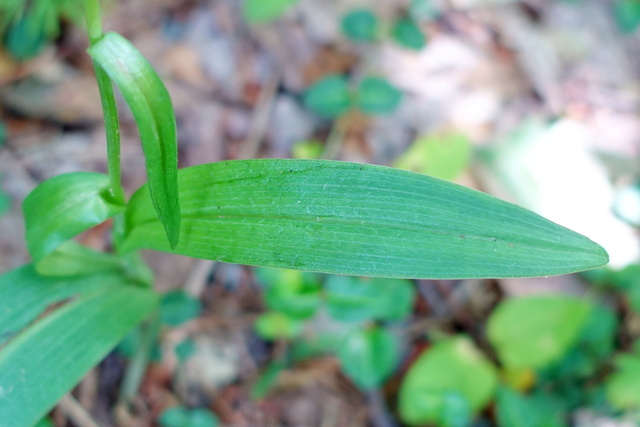 Platanthera lacera - leaves