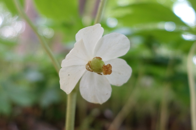 Podophyllum peltatum