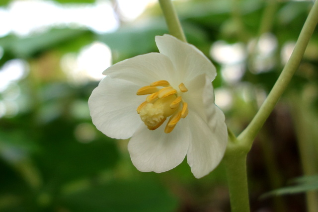 Podophyllum peltatum