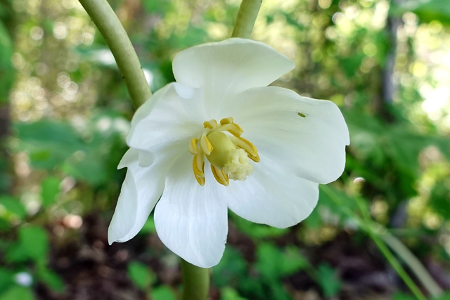 Podophyllum peltatum