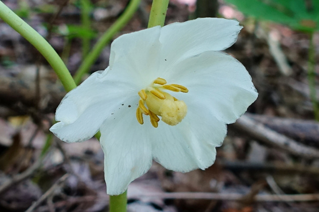 Podophyllum peltatum