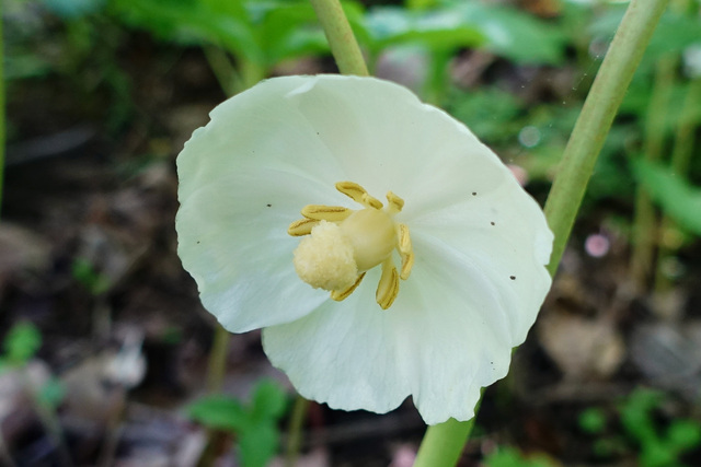 Podophyllum peltatum