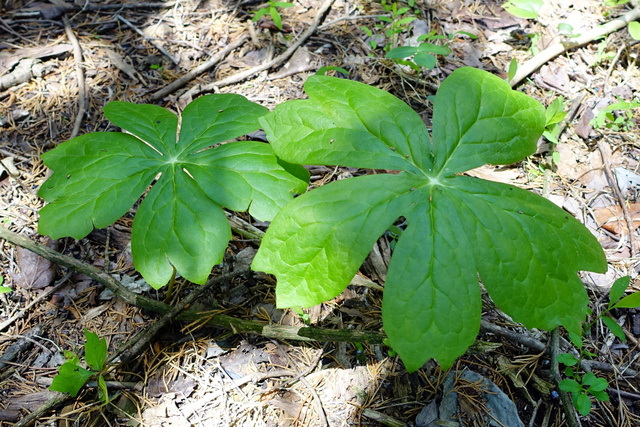 Podophyllum peltatum - leaves