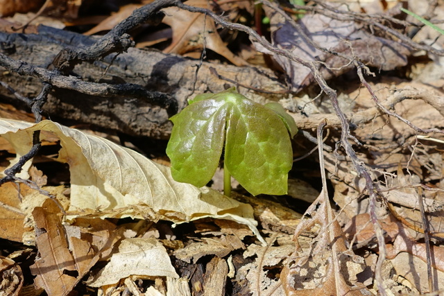 Podophyllum peltatum - young plant