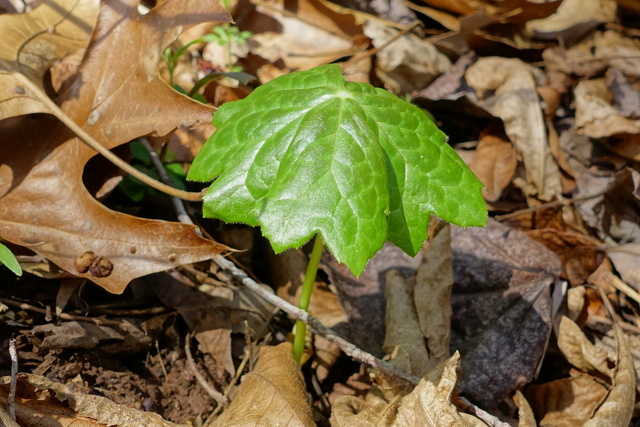 Podophyllum peltatum - young plant