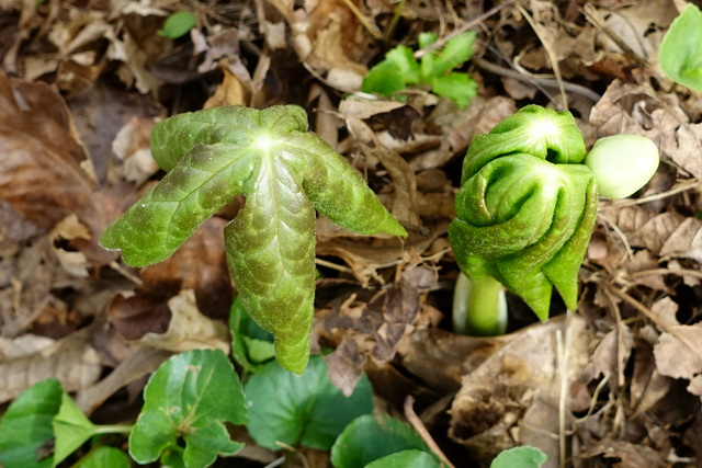 Podophyllum peltatum - young plants