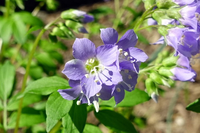 Polemonium reptans