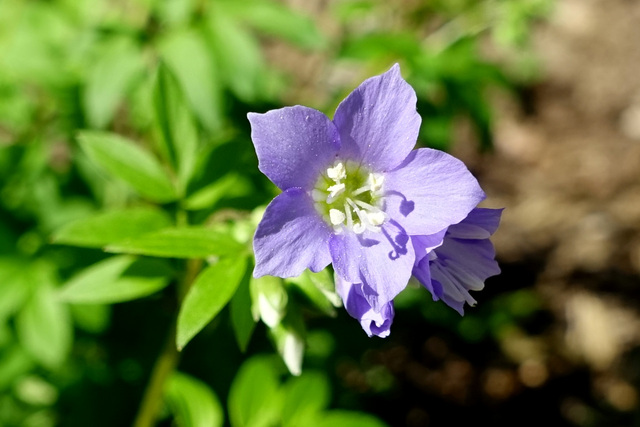 Polemonium reptans