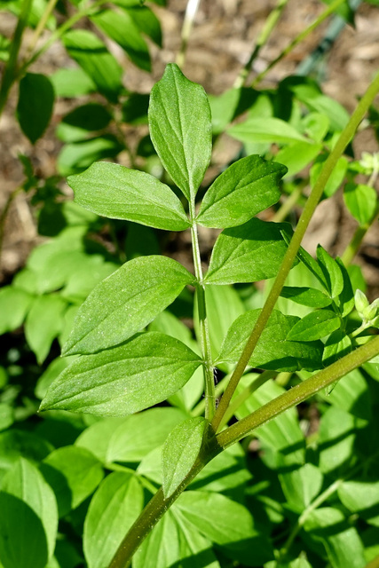 Polemonium reptans - leaves