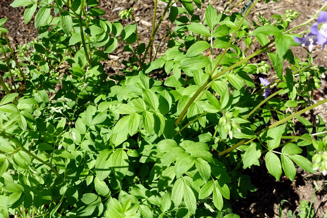 Polemonium reptans - leaves