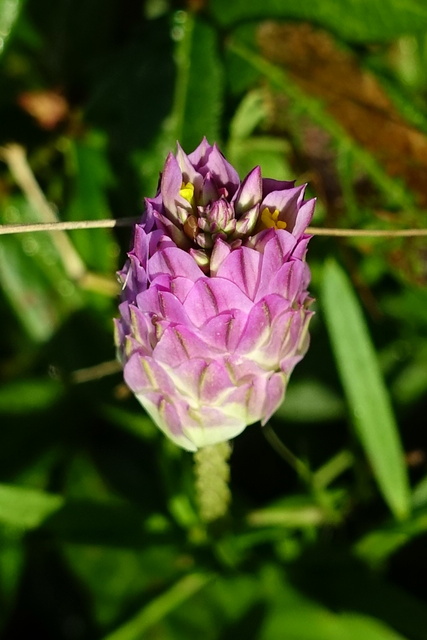 Polygala sanguinea