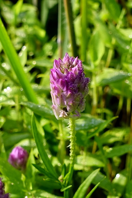 Polygala sanguinea