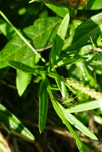 Polygala sanguinea - leaves