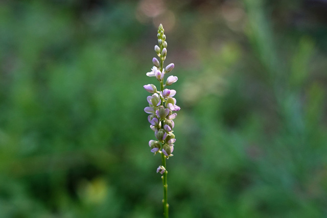 Polygala verticillata