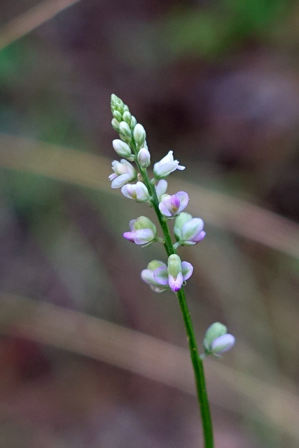 Polygala verticillata