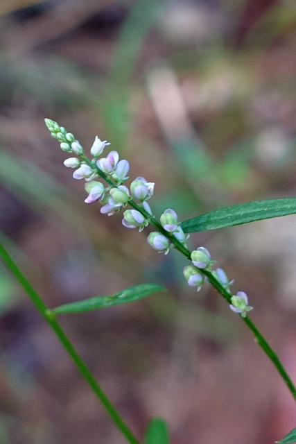 Polygala verticillata