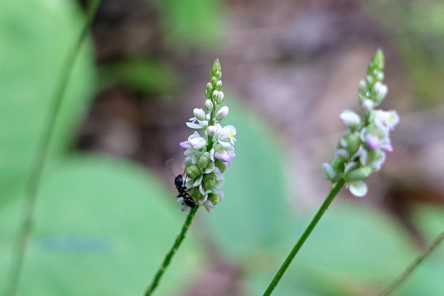 Polygala verticillata