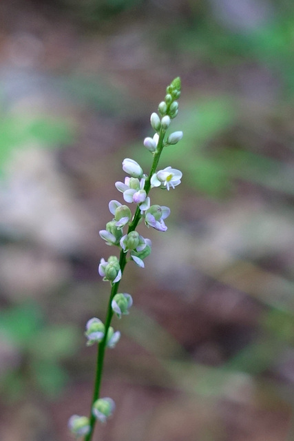 Polygala verticillata